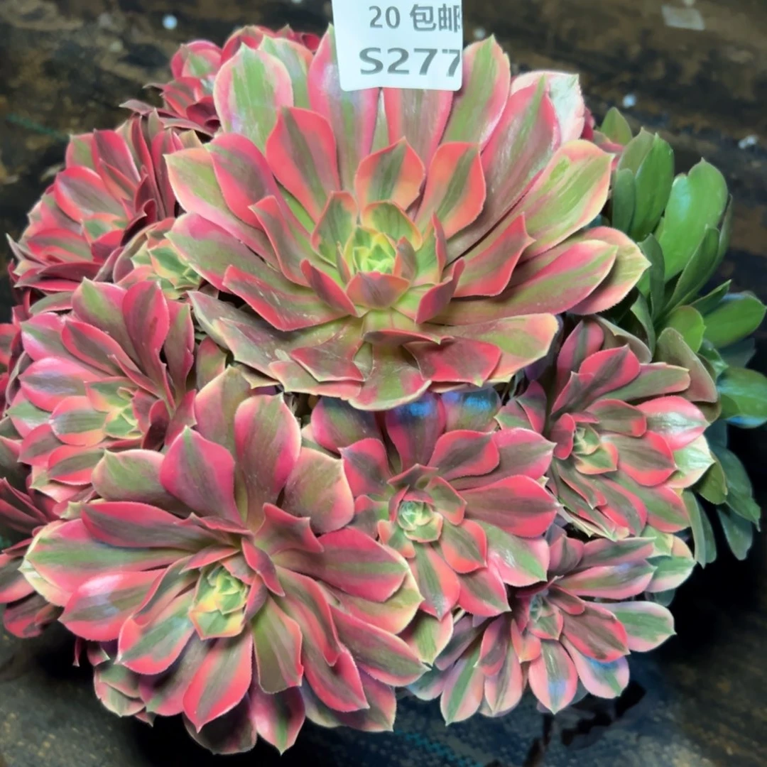 277女妖，满20包邮