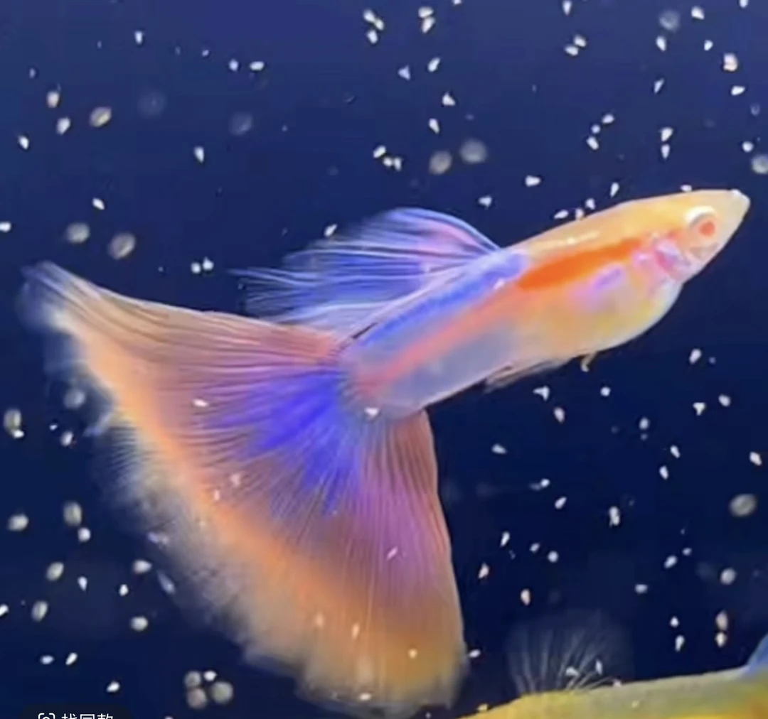 天使彩虹粉色系列仙女 精品孔雀鱼小型观赏鱼淡水活体可生小鱼