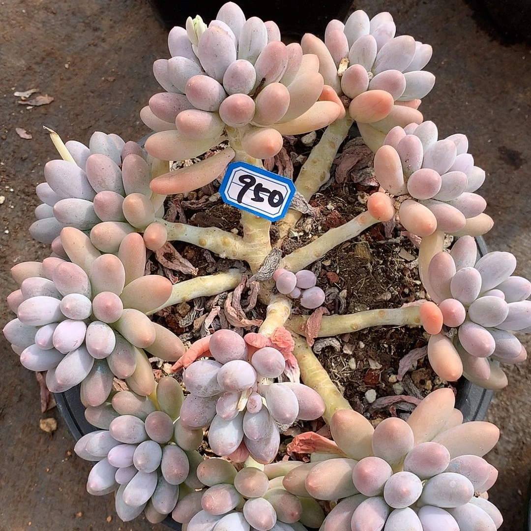 950汤圆 一物一拍多肉