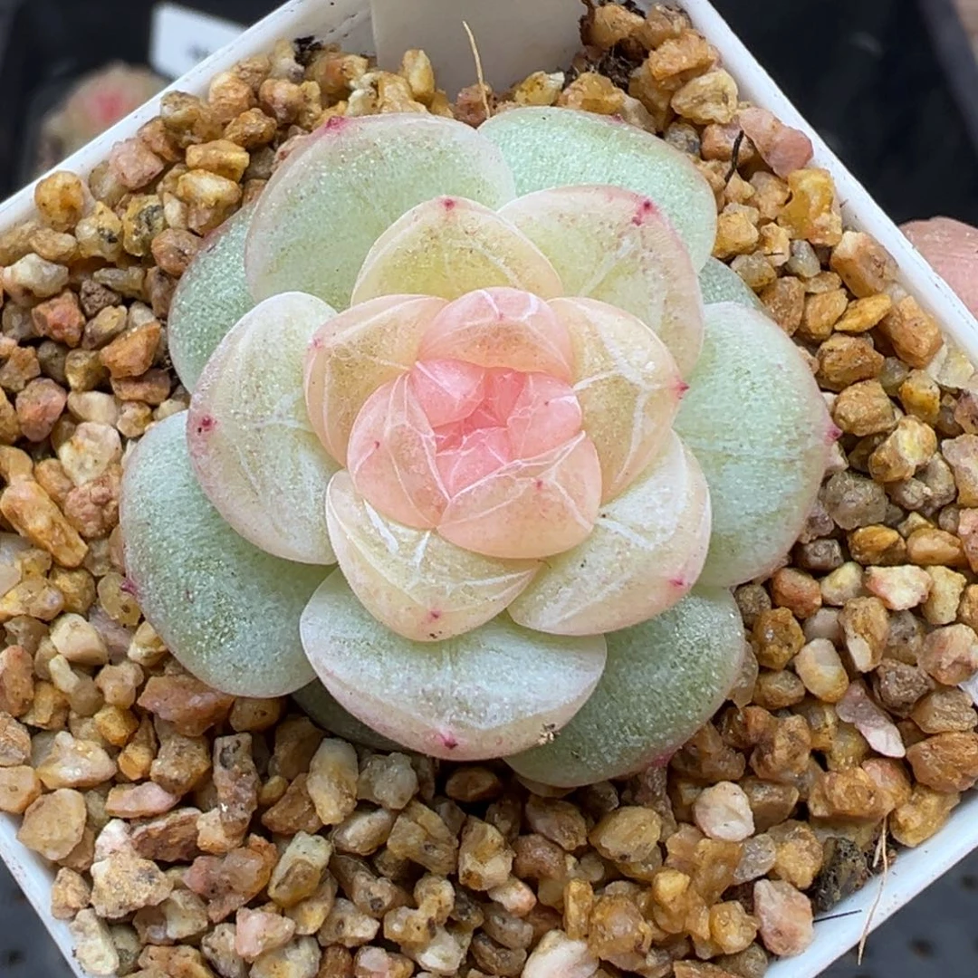 132号星月风花雪月系列