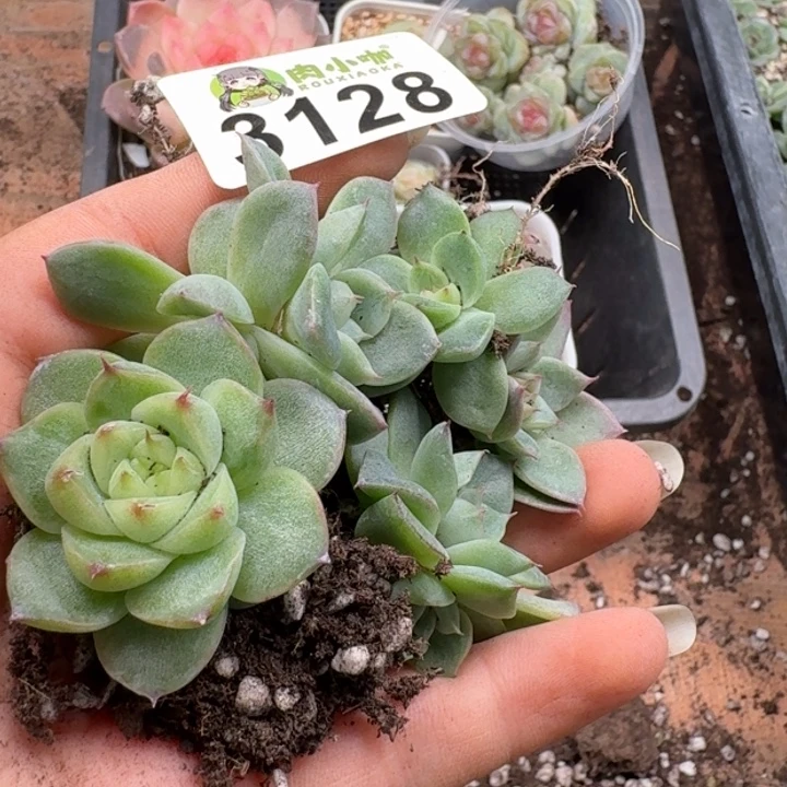 多肉植物多肉植物