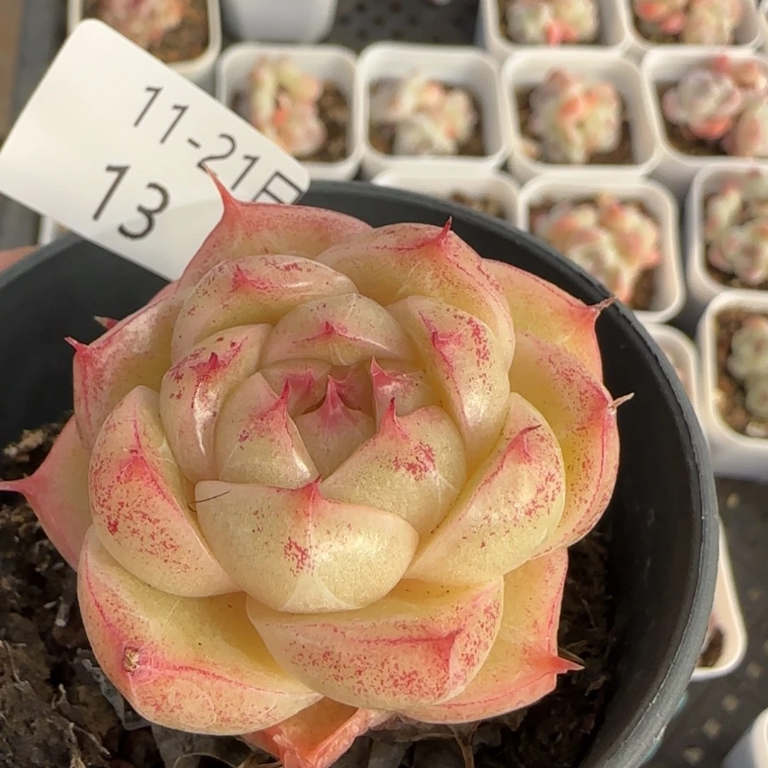 包子麦秆单头一颗脱土