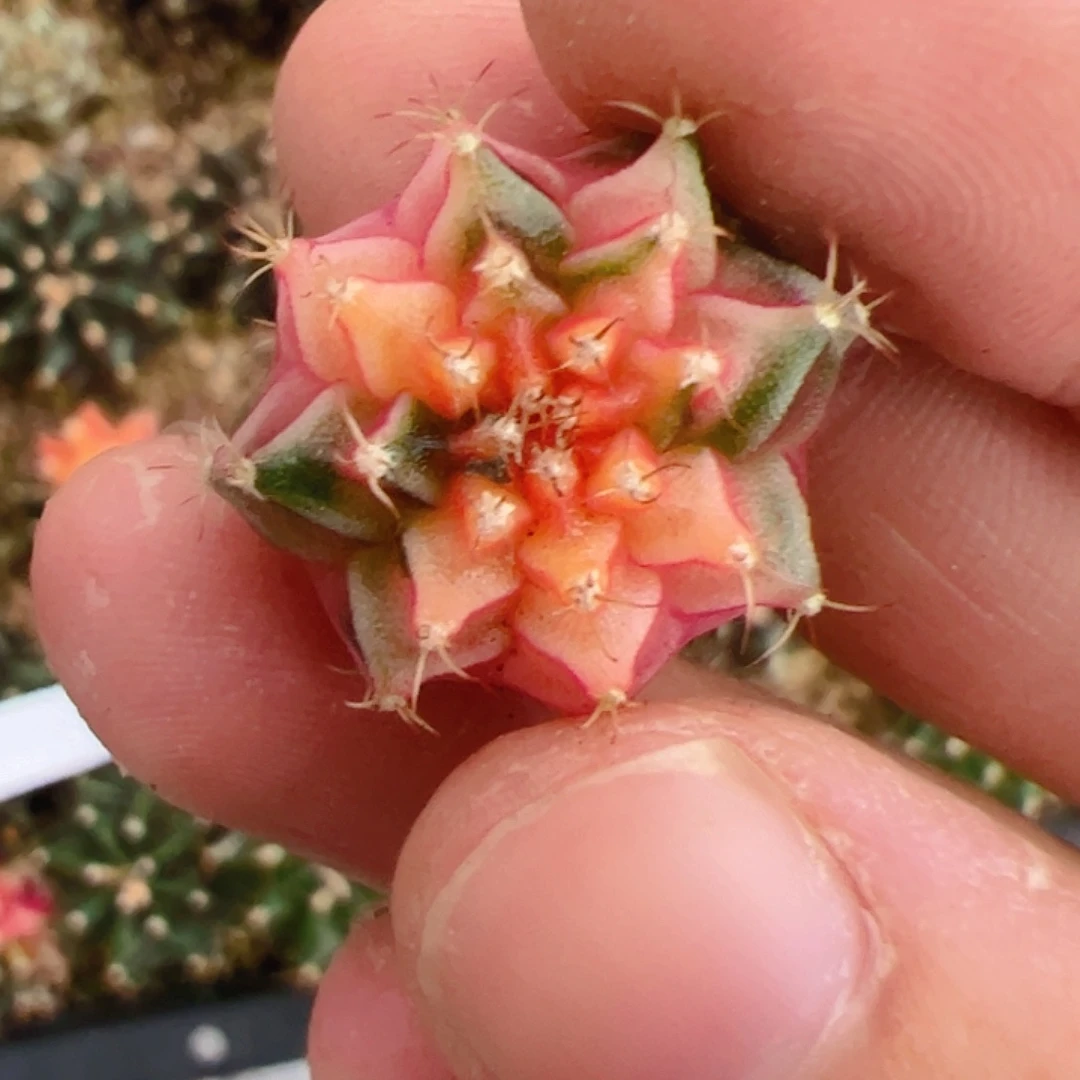当前无花栽培后可以开花287
