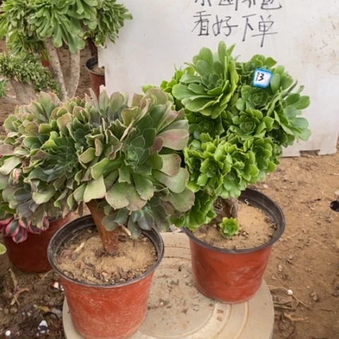 两颗法师一物一拍