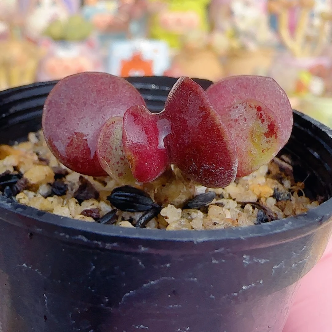 特白紫变异 盆口3cm