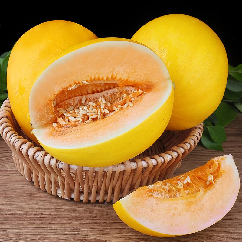 甘肃民勤蜜瓜甜瓜水果黄河蜜瓜 净重8-9斤装