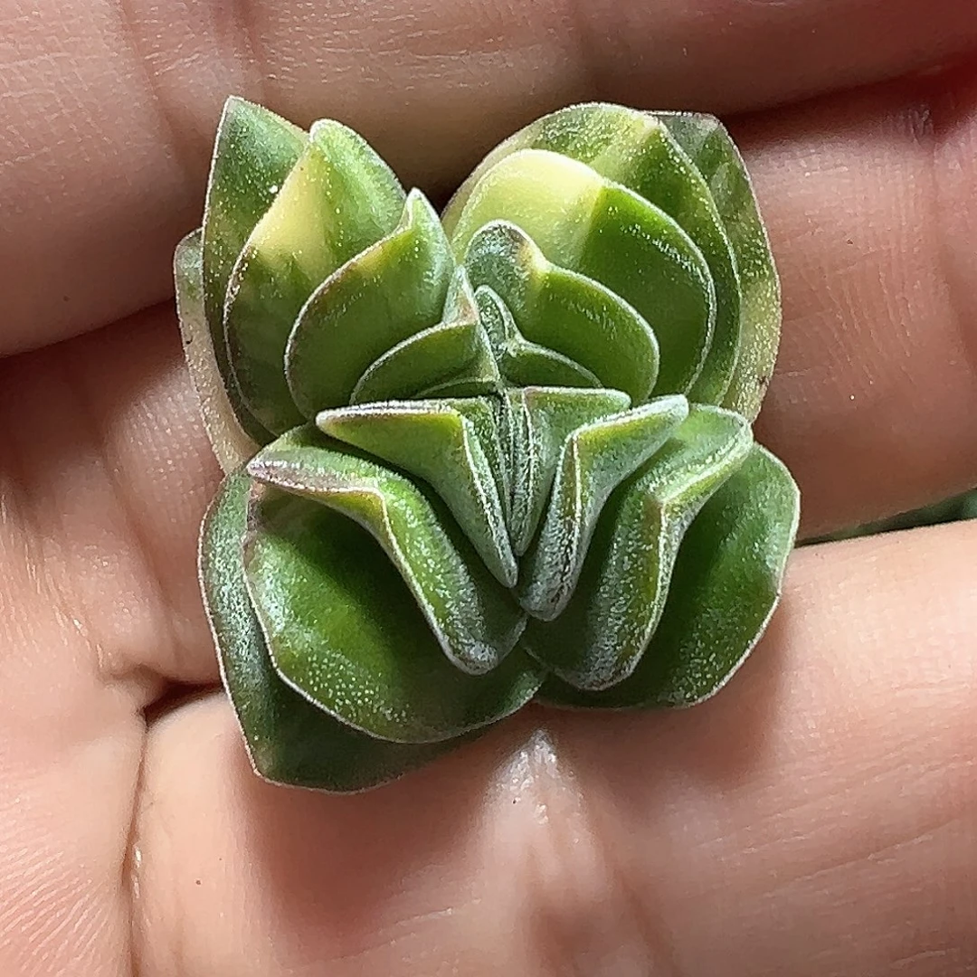 方塔锦头盖 小方花圃一单包邮非偏远