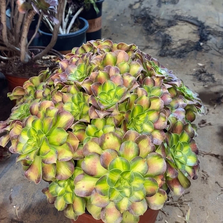 韶华多肉植物71。