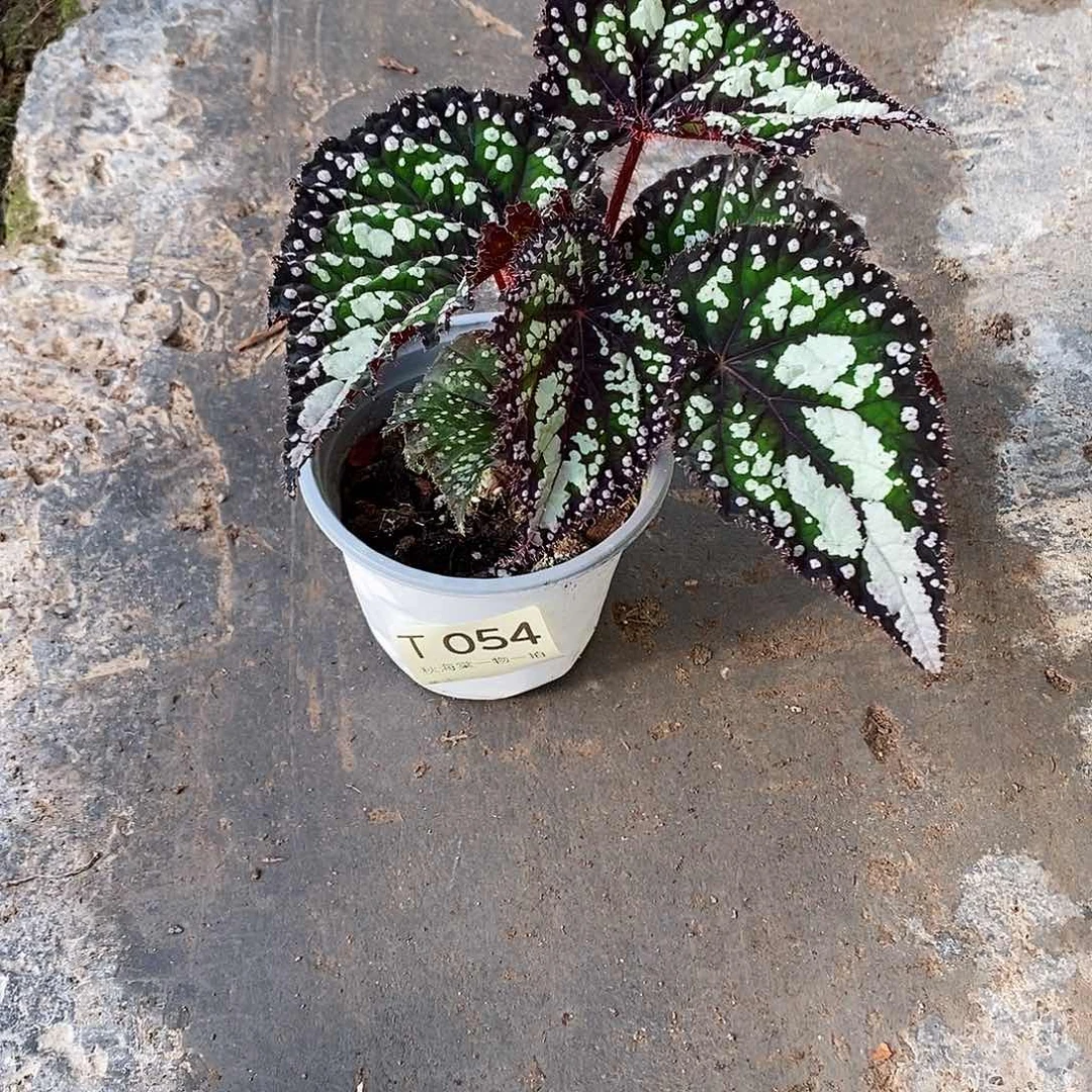 不开花植物忘***间秋海棠054