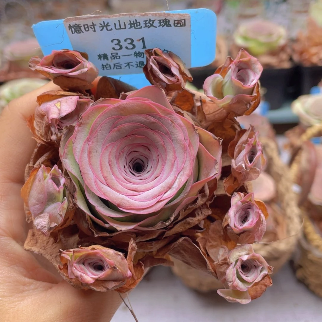 山地玫瑰331裸根发货不售后