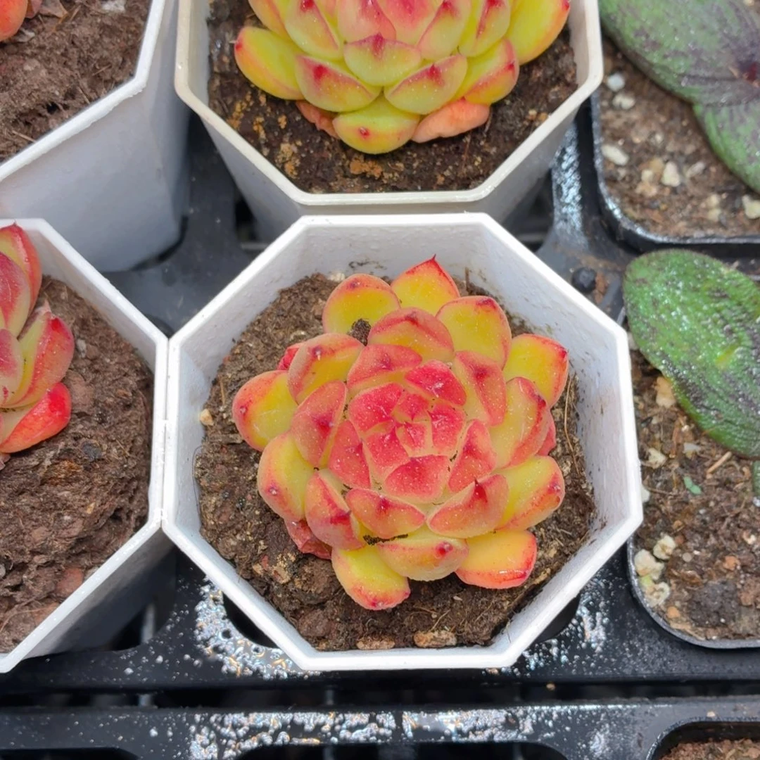 糖果珍妮多肉9.9包邮发货