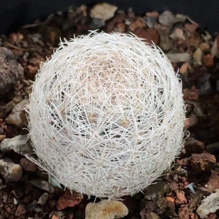 魔美丸实生仙人球