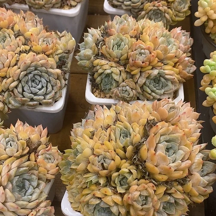 团。玛丽贝尔。福利多多