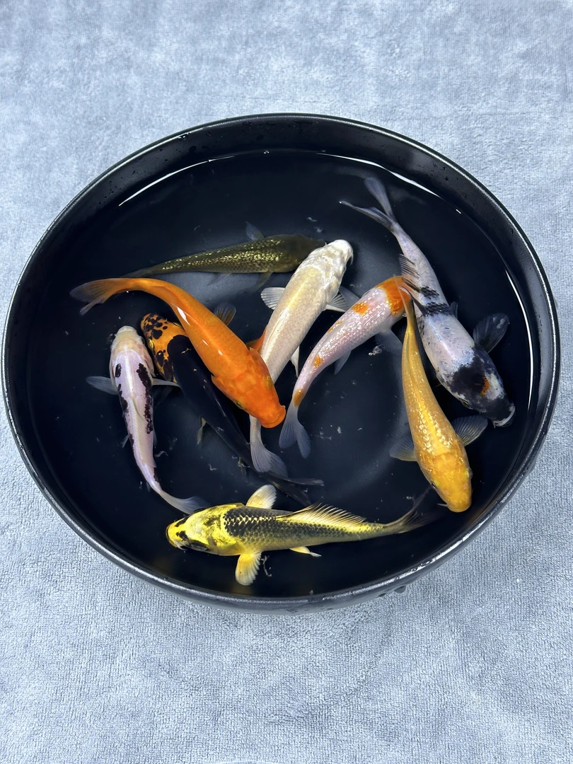 新奇宠物（100-199）日本纯种血统鱼锦鲤鱼淡水观赏鱼好养耐活16