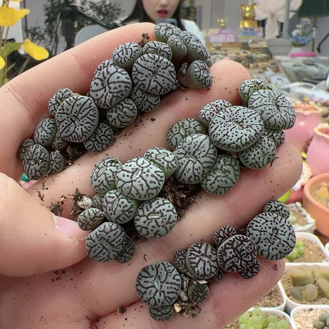 【闪购商品】149 超墨