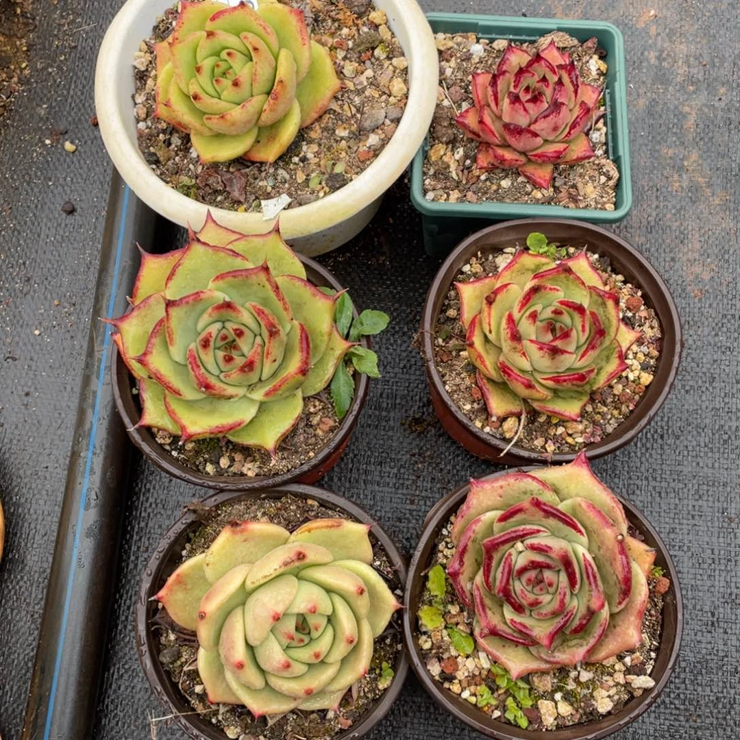 无花朵若如东云组拍E570