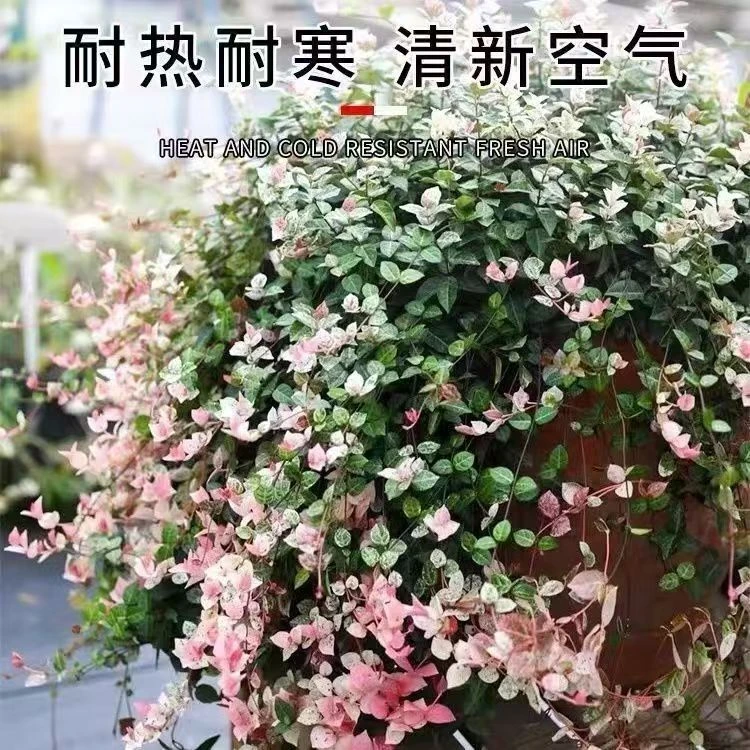 【花叶络石】110盆耐寒喜阴变色花园植物