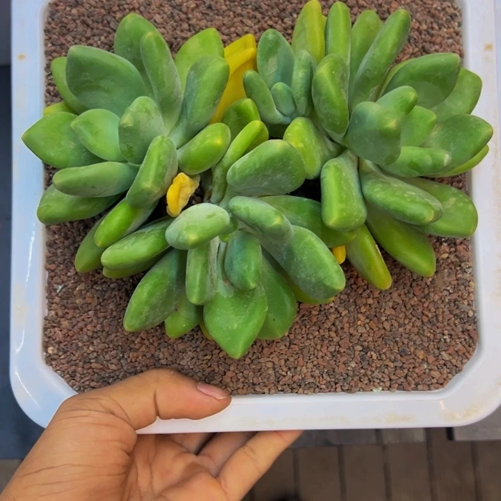 悦***者980买的伊莎贝拉一颗肉肉