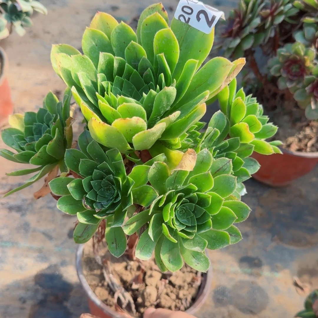 木法沙206满20包邮断枝不包