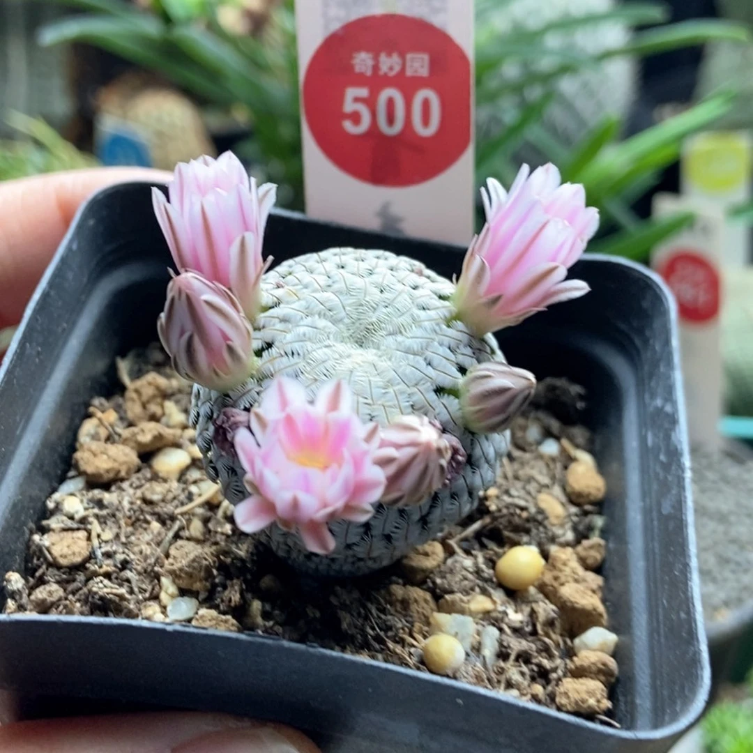 实生粉花白斜子3.1cm