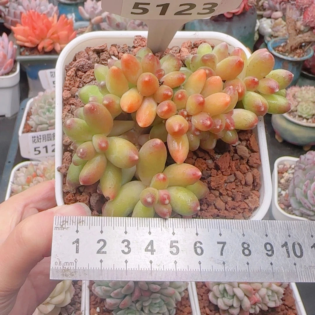 多肉植物5123…………..