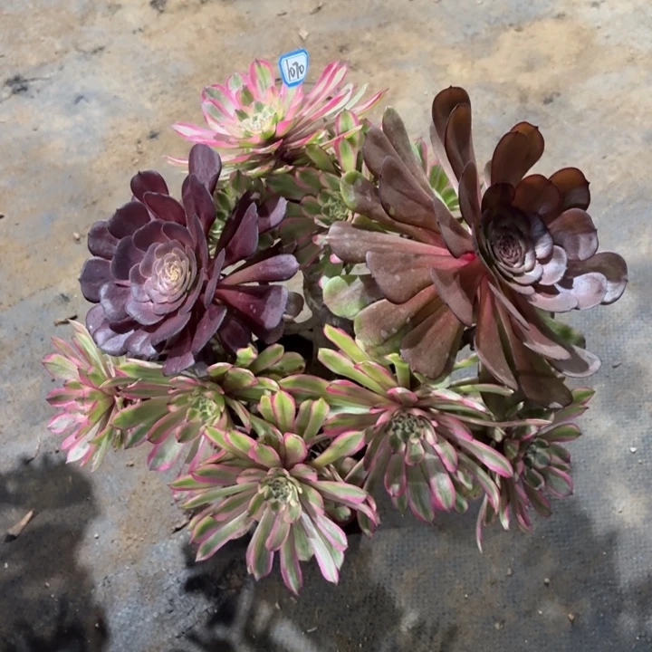 丛林阴阳朵1070一物一拍多肉