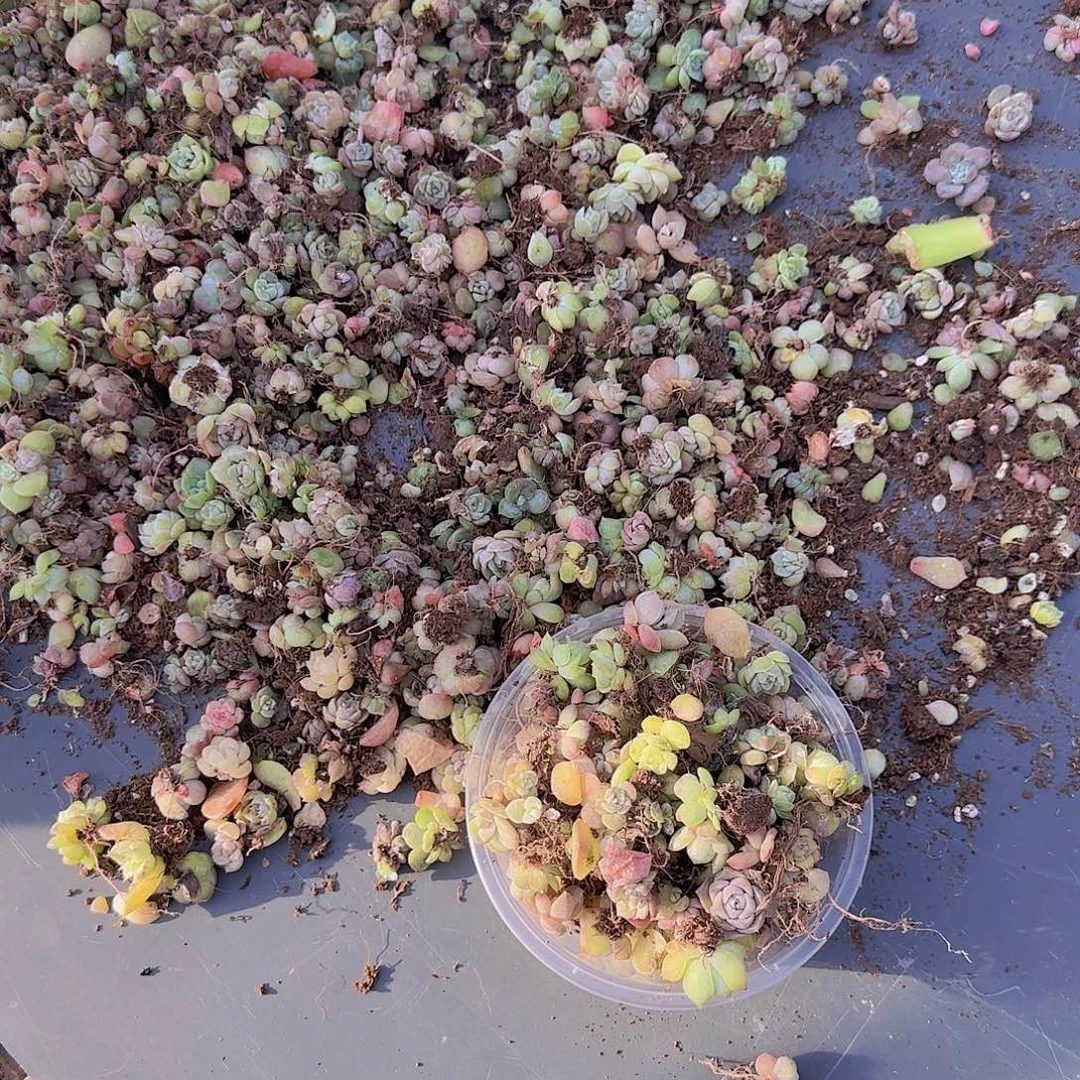 饭盒小苗保底50颗