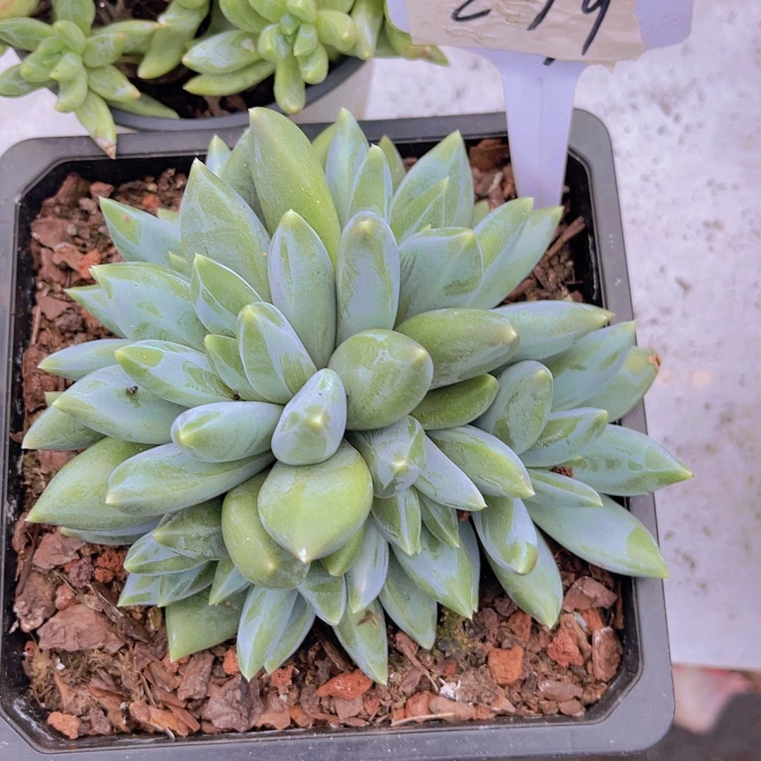 小***麦0000000000000279