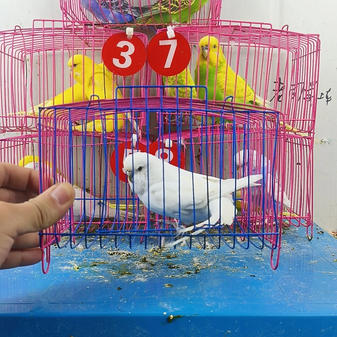 虎皮鹦鹉大头鹦鹉