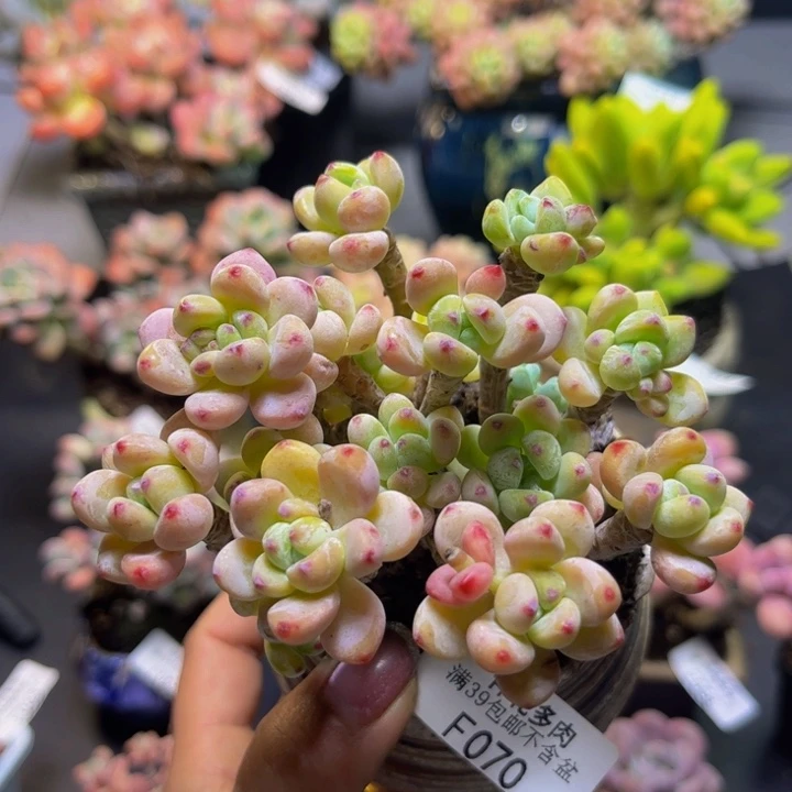 白罗琦070/9cm多肉