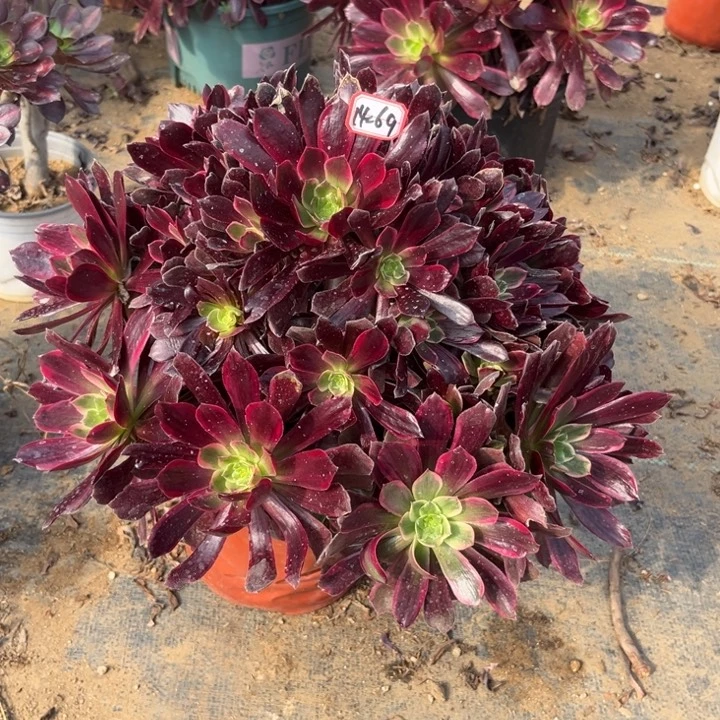 14-69赤霞飞多肉植物