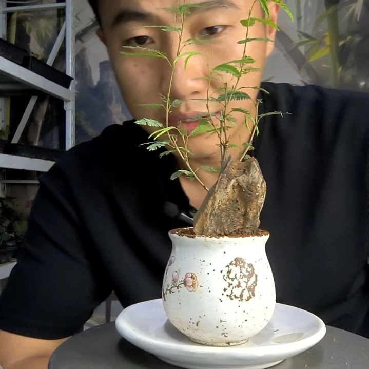 @*霞中青园艺一物一拍55