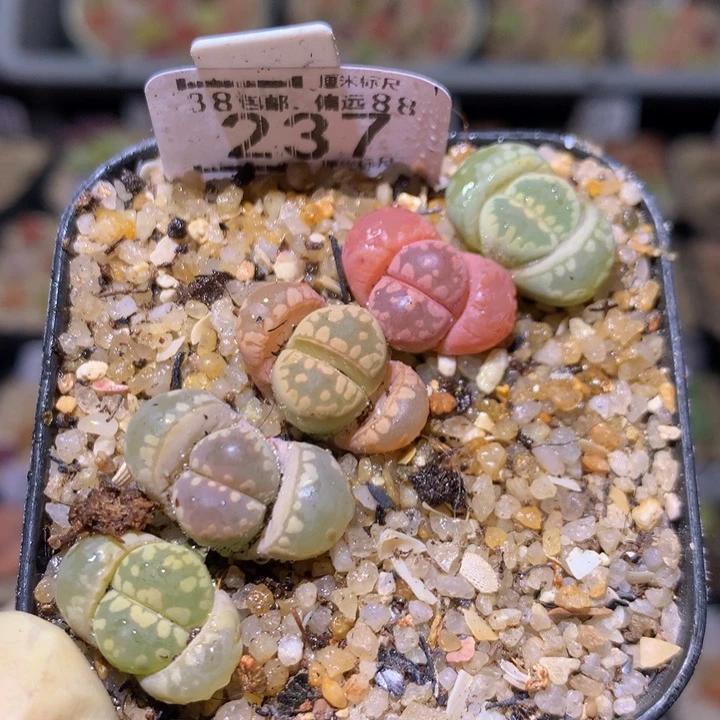Sss精品生石花237