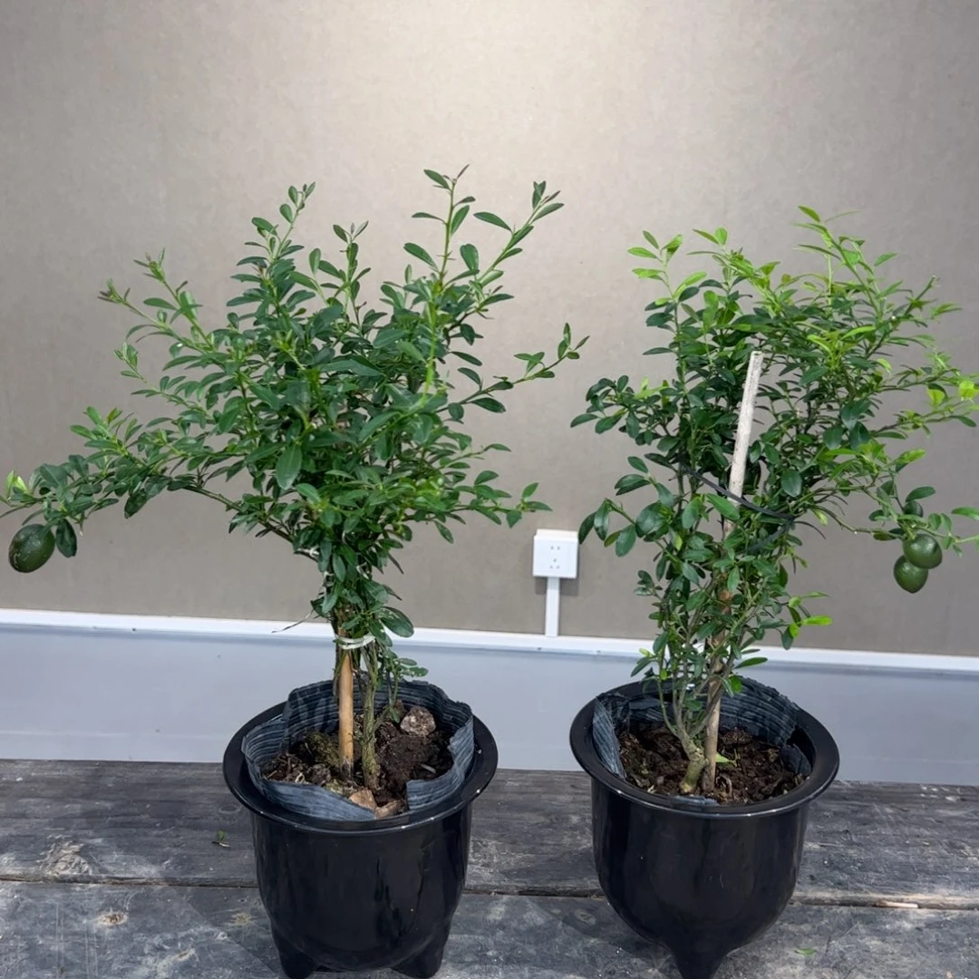 无花朵绿植盆栽植物
