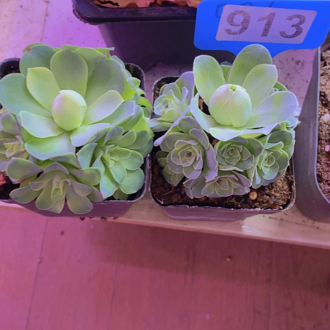 山地玫瑰一物一拍二颗手棒913