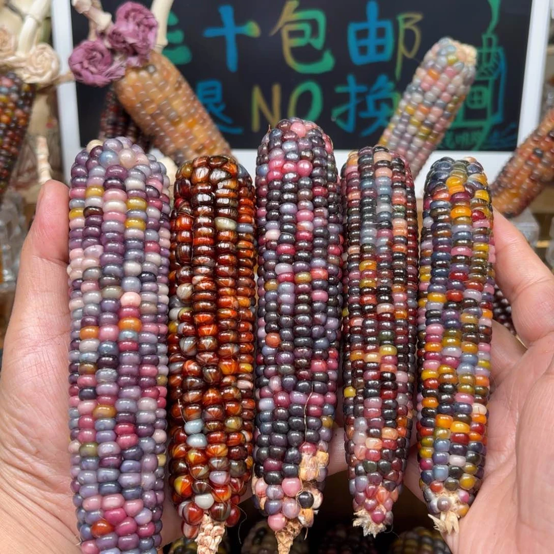 柏香籽/百香籽吊坠清***茶