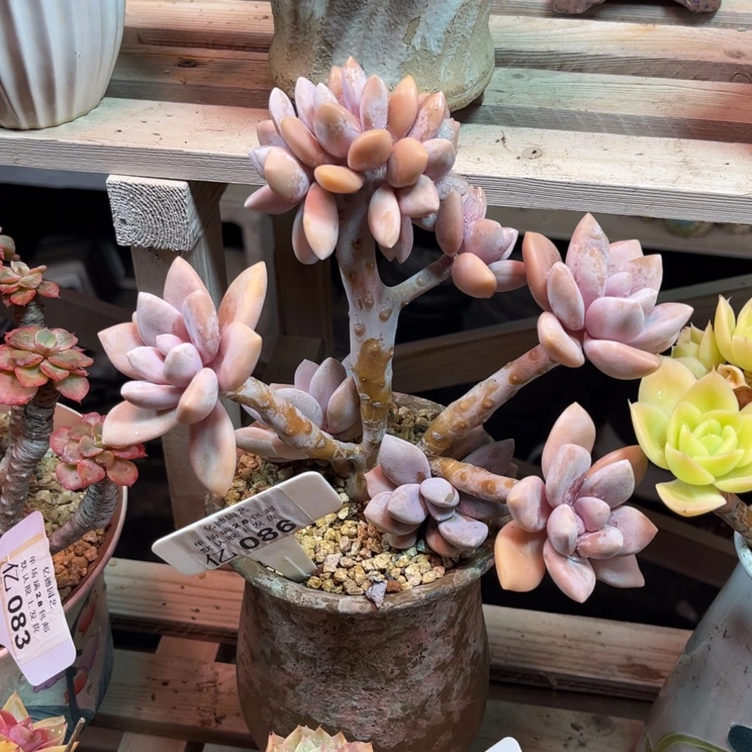 桃霜朵朵缀多肉植物funvnvm