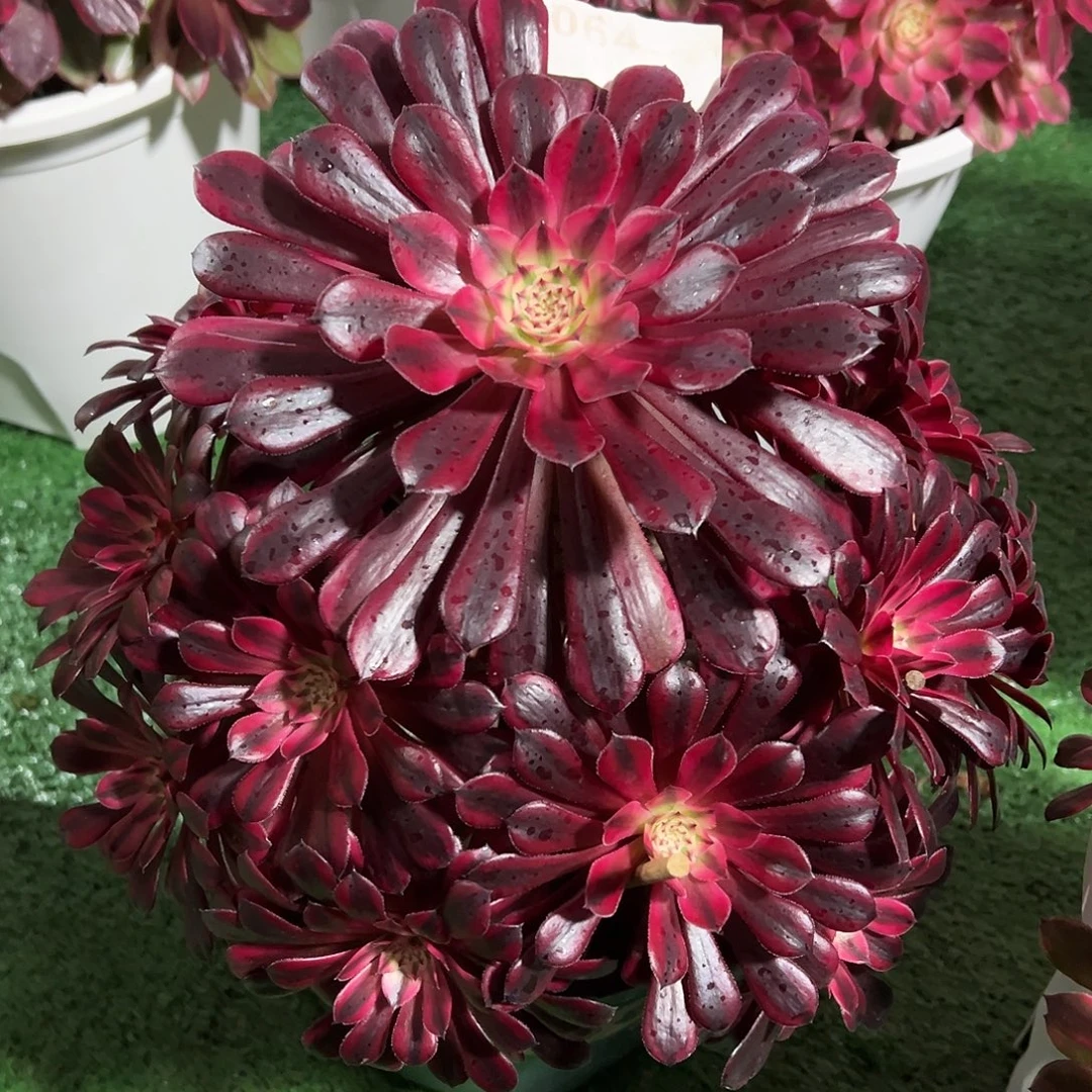 064黒桐白多肉法师