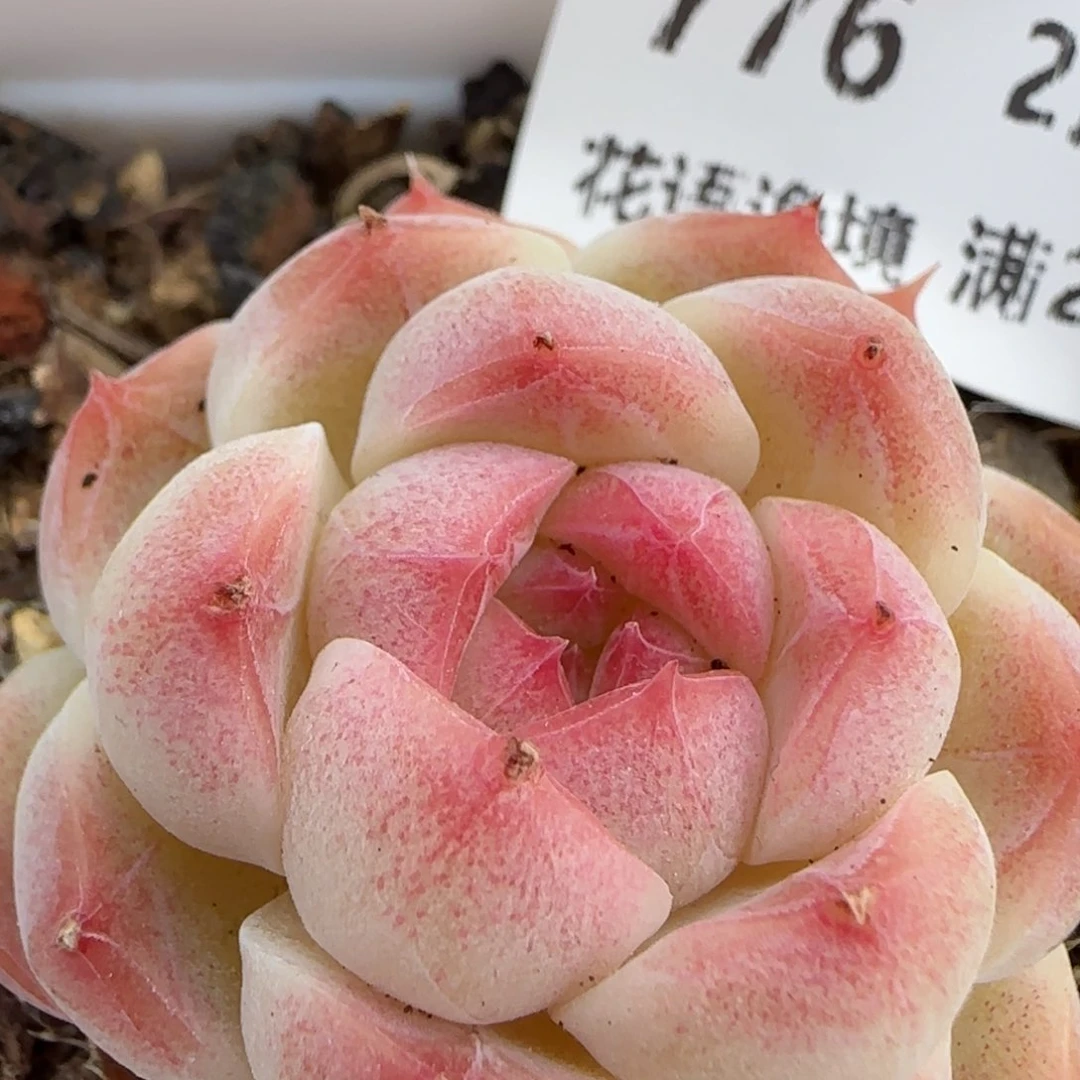 花语逸镜0209-776