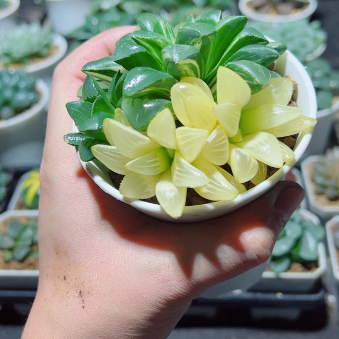 【闪购商品】手捧花姬寿锦