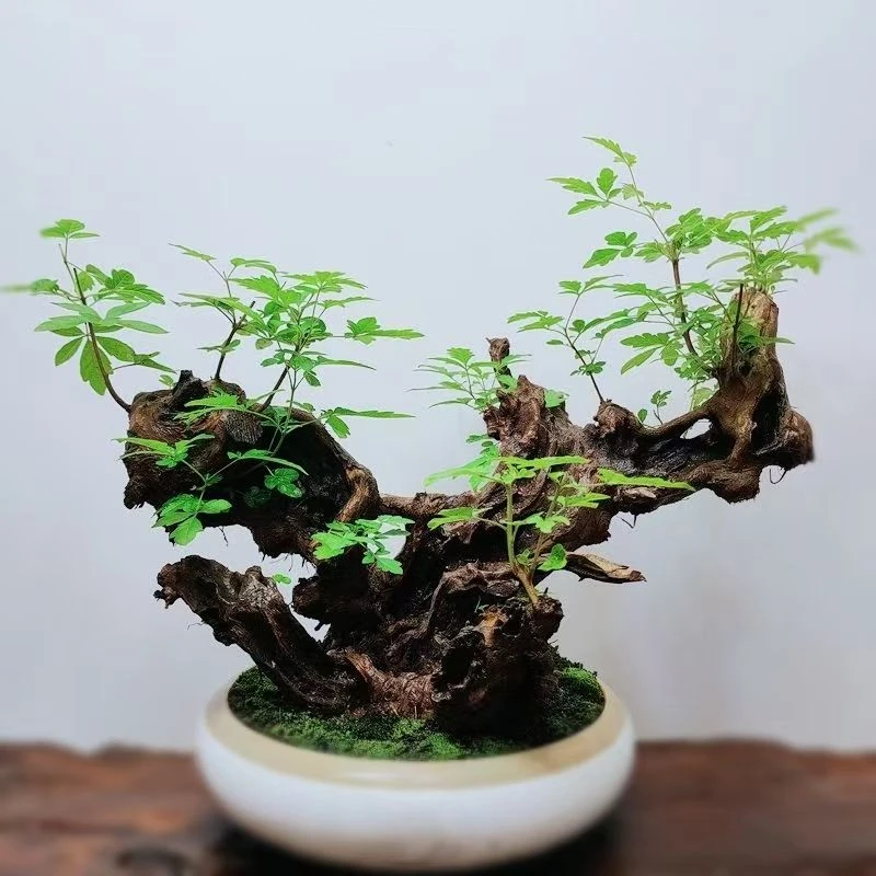 黄荆盆景黄栌绿植盆景素材