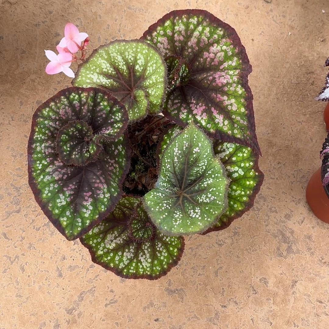 无花朵星空蜗牛大连