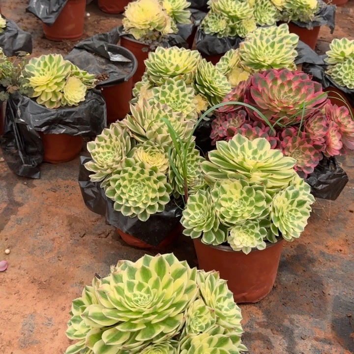 伊丽莎白群生啊啊啊