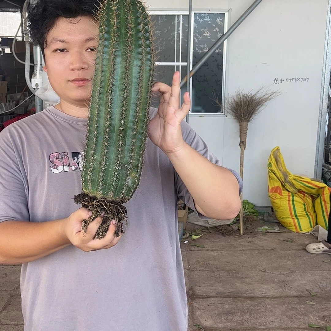 M**K超大一物一拍彩草金刚