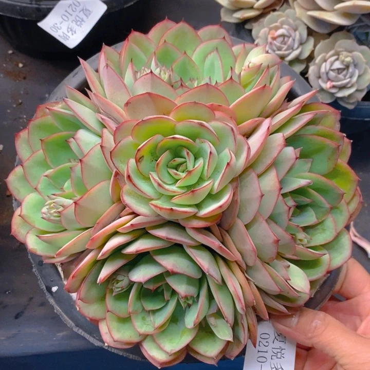 夏悦多肉0210-50牡丹亭