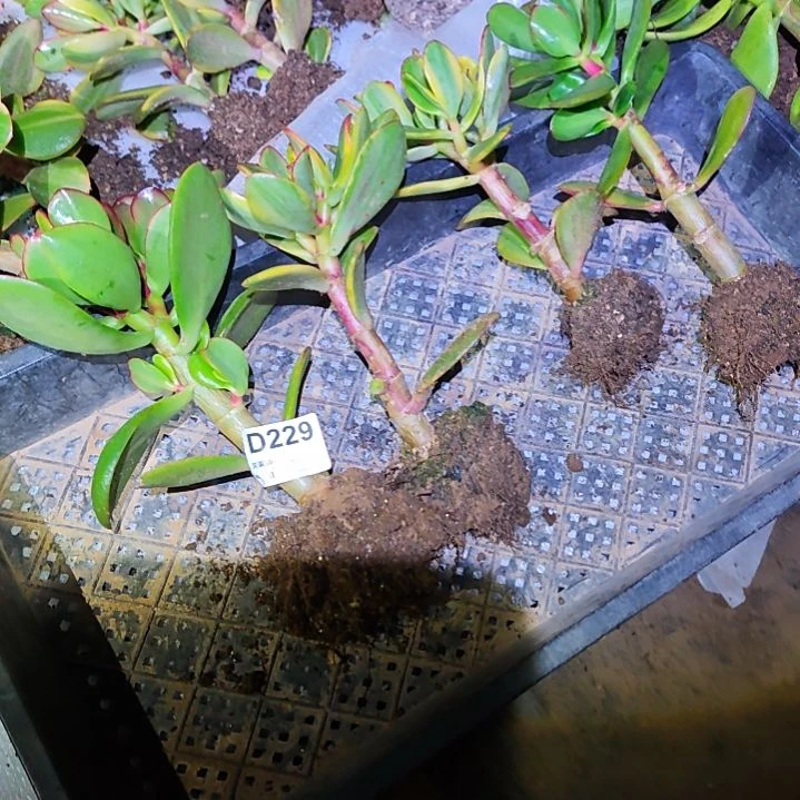 灿***生四棵不同品种花月229