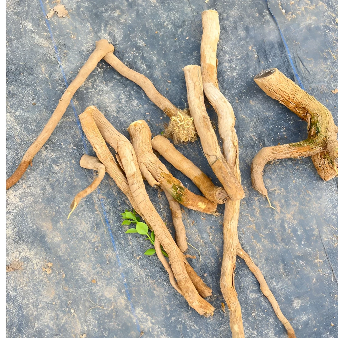 三角梅小叶紫的根