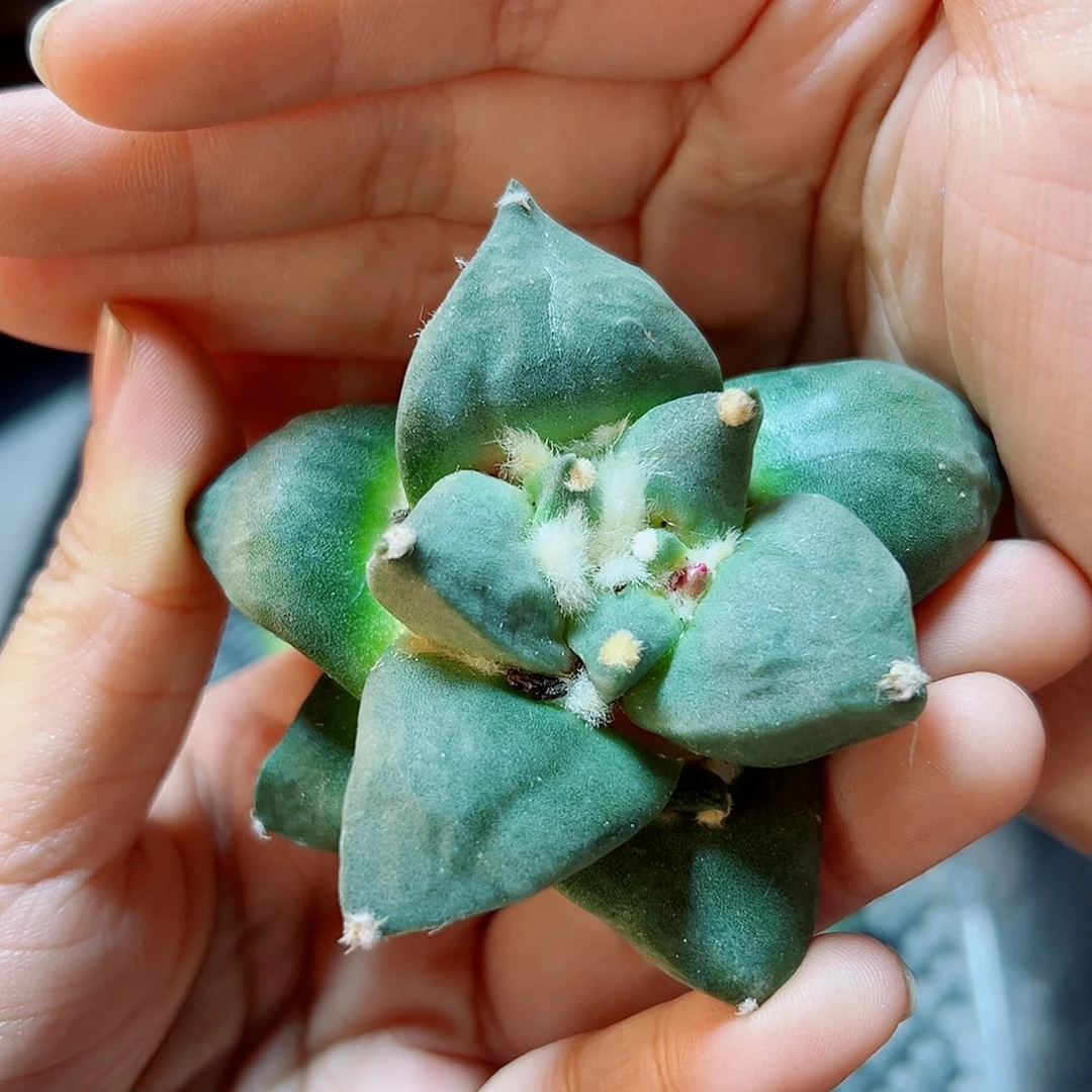 苗接无根青瓷牡丹6公分