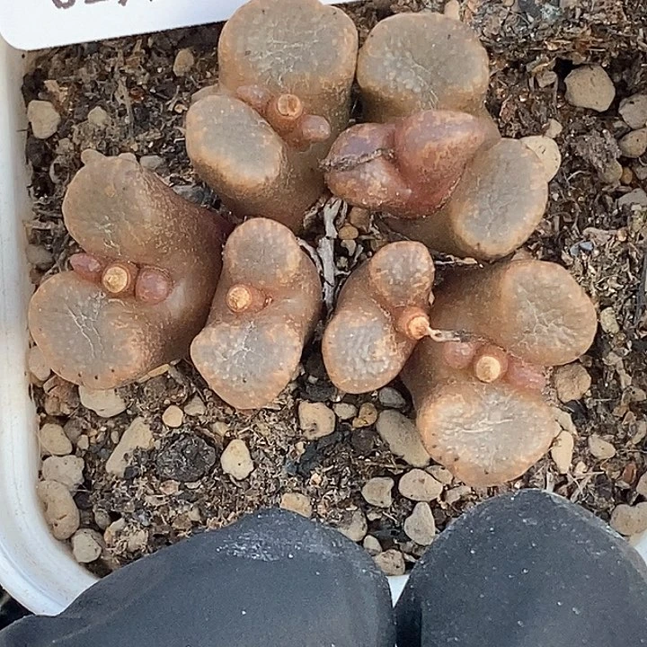 桃喜花园0207-17全窗勋章