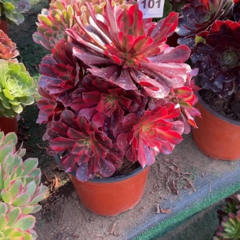 101美杜莎手捧多肉，